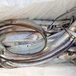 タチウオは釣れるが…